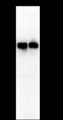 Anti-hnRNP H Mouse mAb
