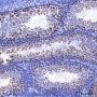 Anti-hnRNP H Mouse mAb