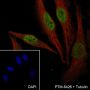 Anti-hnRNP H Mouse mAb