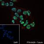 Anti-hnRNP H Mouse mAb