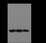 Anti-Monomethyl-Histone H3 (Lys9) Mouse mAb