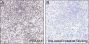Anti-Monomethyl-Histone H3 (Lys9) Mouse mAb