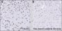 Anti-Monomethyl-Histone H3 (Lys9) Mouse mAb