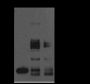 Anti-Monomethyl-Histone H3 (Lys9) Mouse mAb