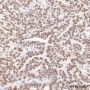 Anti-APE1 Rabbit mAb