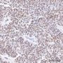 Anti-Lamin A/C Rabbit mAb
