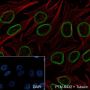 Anti-Lamin A/C Rabbit mAb