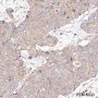 Anti-RPL26L1 Rabbit mAb