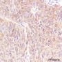 Anti-SQSTM1/p62 Rabbit mAb