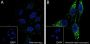 Anti-SQSTM1/p62 Rabbit mAb
