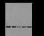 Anti-Dimethyl-Histone H3 (Lys9) Mouse mAb