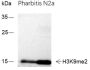 Anti-Dimethyl-Histone H3 (Lys9) Mouse mAb