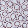 Anti-Dimethyl-Histone H3 (Lys9) Mouse mAb