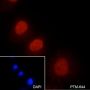 Anti-Dimethyl-Histone H3 (Lys9) Mouse mAb