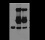 Anti-Dimethyl-Histone H3 (Lys9) Mouse mAb