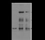 Anti-Dimethyl-Histone H3 (Lys9) Mouse mAb