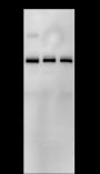 Anti-TCF3/E2A Mouse mAb