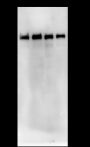 Anti-PLOD3 Mouse mAb