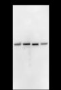Anti-p53 Mouse mAb