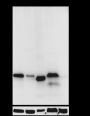 Anti-p27 Kip1 Rabbit mAb