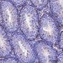 Anti-p27 Kip1 Rabbit mAb