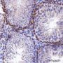 Anti-p27 Kip1 Rabbit mAb