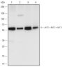Anti-AKT1 + AKT2 + AKT3 Rabbit mAb