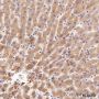 Anti-Prothrombin Rabbit mAb