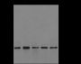 Anti-Trimethyl-Histone H3 (Lys23) Mouse mAb
