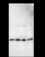 Anti-LSM12 Mouse mAb