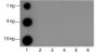 Anti-Monomethyl-Histone H3 (Lys27) Mouse mAb