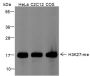 Anti-Monomethyl-Histone H3 (Lys27) Mouse mAb