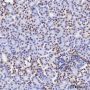 Anti-ILF2/NF45 Mouse mAb