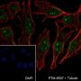 Anti-Casein Kinase 2 beta Rabbit mAb