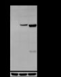 Anti-Keratin 18 Rabbit mAb