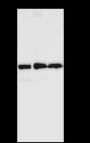 Anti-TDP43 Rabbit mAb
