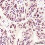 Anti-TDP43 Rabbit mAb