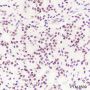 Anti-TDP43 Rabbit mAb