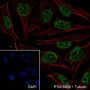 Anti-TDP43 Rabbit mAb