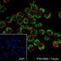 Anti-TDP43 Rabbit mAb
