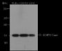 Anti-Trimethyl-Histone H3 (Lys27) Mouse mAb
