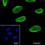 Anti-Trimethyl-Histone H3 (Lys27) Mouse mAb