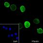 Anti-Trimethyl-Histone H3 (Lys27) Mouse mAb