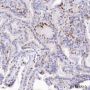 Anti-p21 Rabbit mAb