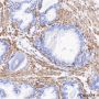 Anti-alpha Skeletal Muscle Actin Rabbit mAb