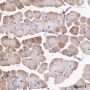 Anti-alpha Skeletal Muscle Actin Rabbit mAb