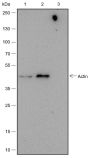 Anti-alpha Skeletal Muscle Actin Rabbit mAb