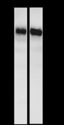 Anti-ATG9A Rabbit mAb