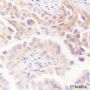 Anti-ATG9A Rabbit mAb