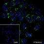 Anti-ATG9A Rabbit mAb